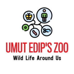 Umut Edip’s Zoo